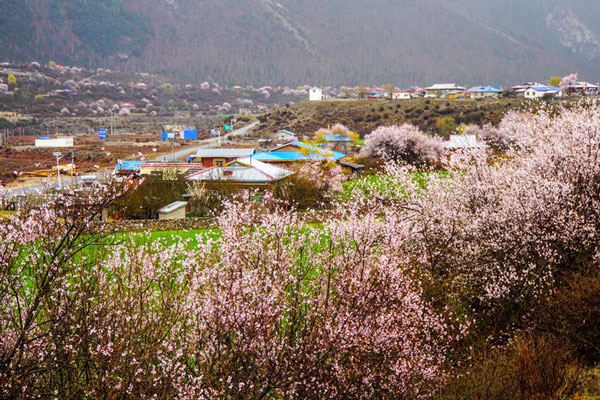 林芝桃花好看吗 林芝看桃花最佳时间