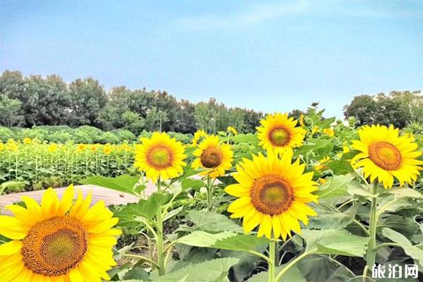 成都天府芙蓉园向日葵在哪 怎么去 成都天府芙蓉园向日葵在哪 怎么去