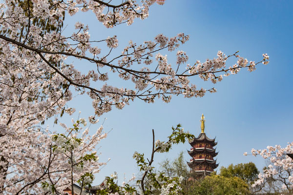 2019鸡鸣寺樱花什么时候开 南京鸡鸣寺门票多少钱