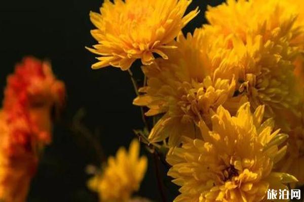 2019菊文化嘉年华时间+地点 2019西安菊文化嘉年华门票+交通