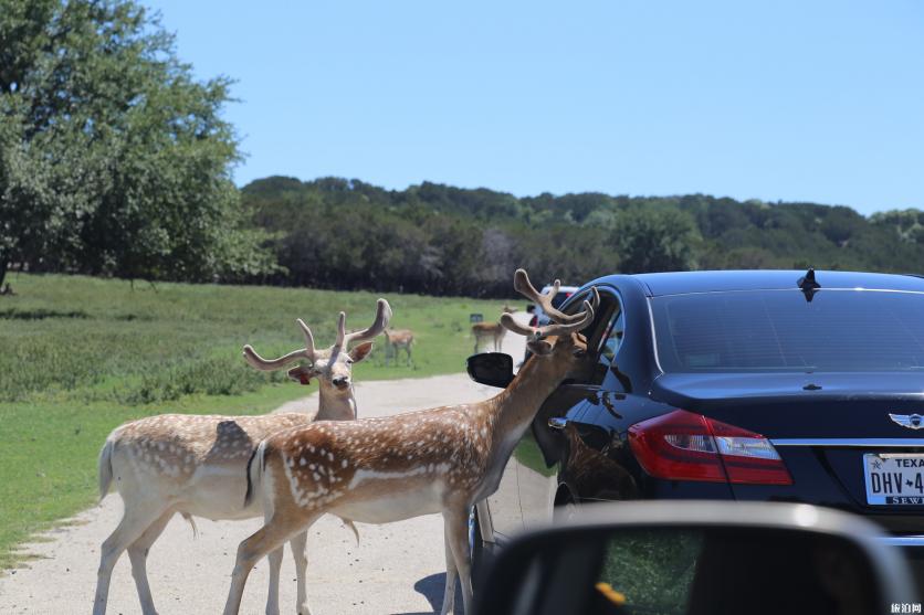 达拉斯夏天应该怎么玩 达拉斯交通情况 达拉斯夏天应该怎么玩 达拉斯交通情况