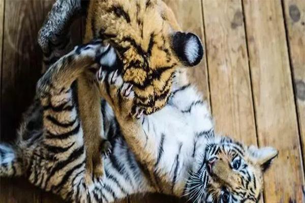 云南野生动物园和昆明动物园哪个好玩 云南野生动物园和昆明动物园哪个好玩