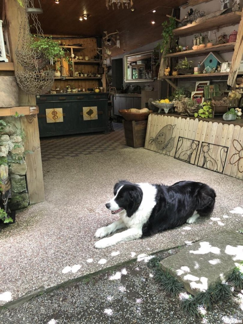 嘉义阿里山公园有什么好玩的