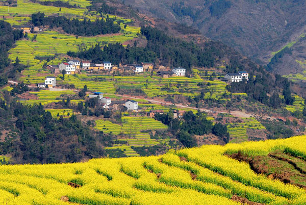 哪里油菜花开的最早 全国油菜花开的最早的地方