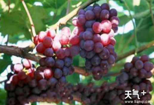 宁波慈溪知名特产有哪些