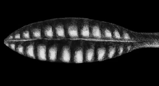 中美科学家发现5.5亿年前海底生物是怎么回事 专家：外形很像树叶叶片