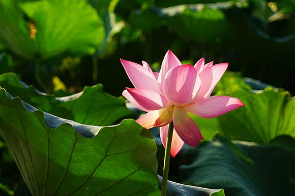 国内赏荷地点推荐 国内赏荷胜地介绍