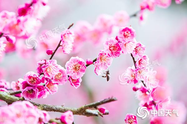 2019年2月26日，重庆市南川区大观生态农业园区黎香湖风情小镇红梅盛开，蜜蜂忙采蜜。-(1).jpg