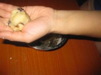 葡萄干桃酥的做法步骤8