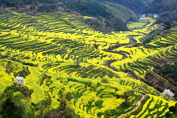 婺源油菜花什么时候开 2020年婺源油菜花花期