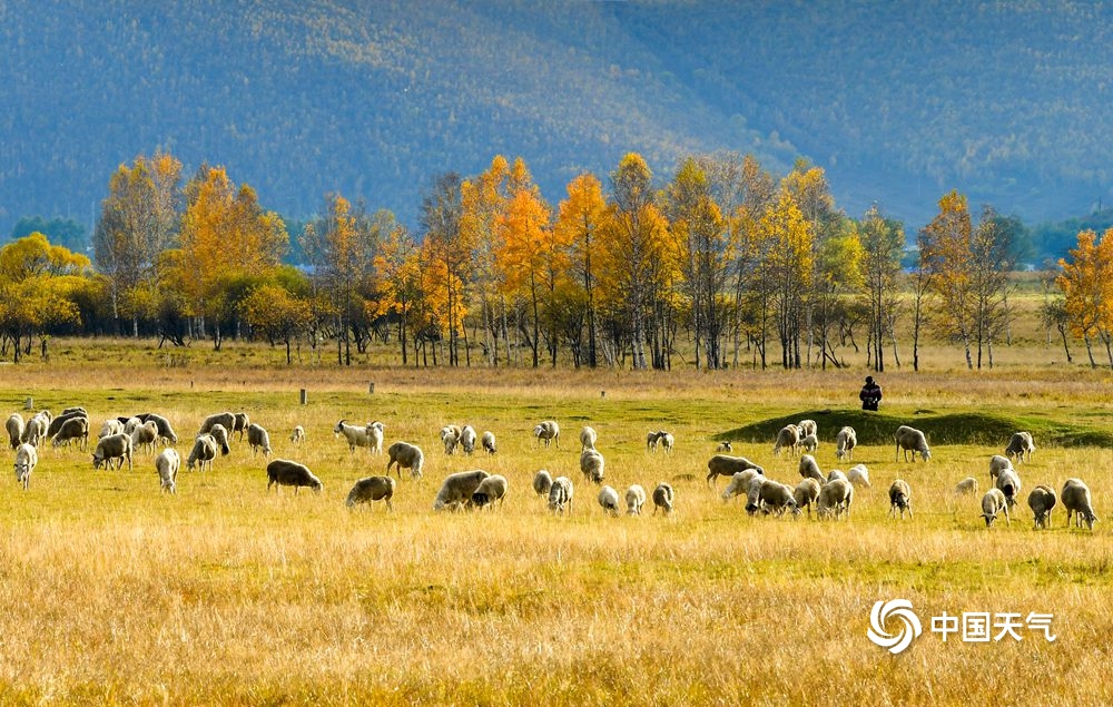 惊艳了秋天 大兴安岭层林尽染美景如画