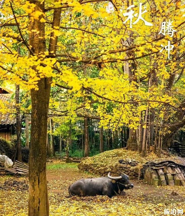 最适合秋天旅游的景点有哪些