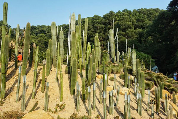 深圳有什么旅游景点 深圳好玩的地方推荐