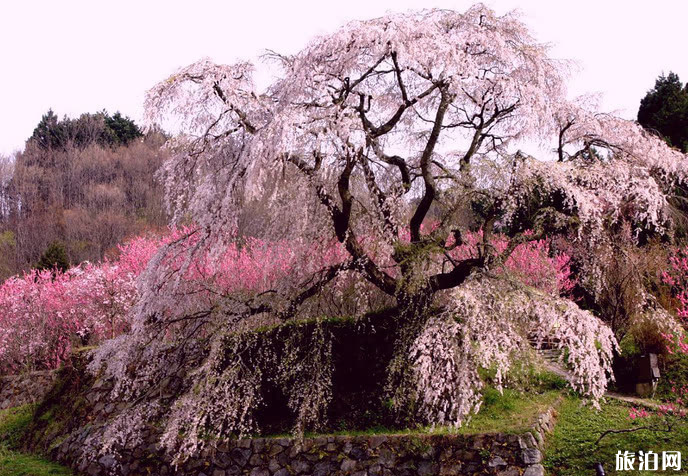 日本哪些地方可以看樱花 日本樱花地推荐