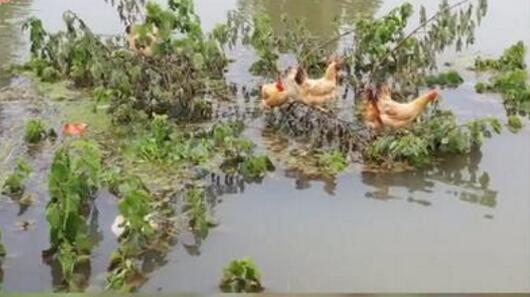 鸡群被洪水围困树枝7天 网友：这便是传说中的落汤鸡