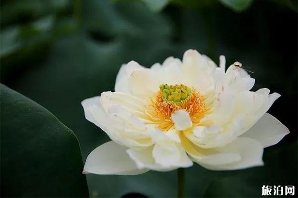 圆明园七夕巧市8月3日开启 时间+活动内容