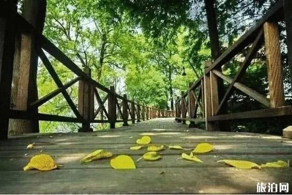 杭州落叶不扫街道整理