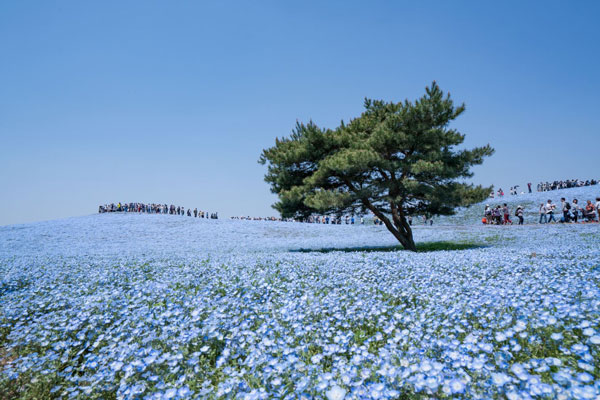 日立海滨公园在哪里 东京日立海滨公园花期