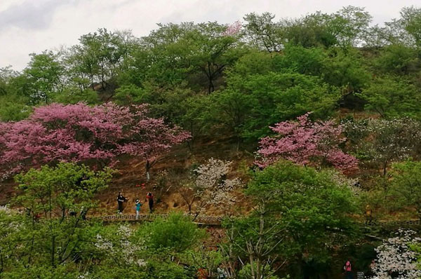 韶关新丰樱花好看吗 新丰樱花峪门票