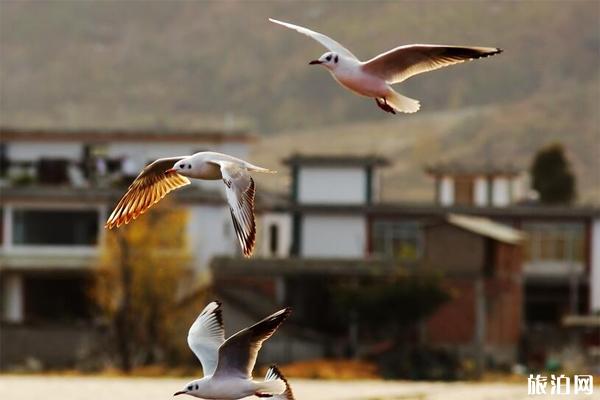 云南洱海好玩吗 2019云南洱海自由行攻略 云南洱海好玩吗 2019云南洱海自由行攻略