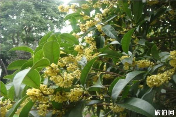 2019杭州西湖桂花节 时间+活动内容