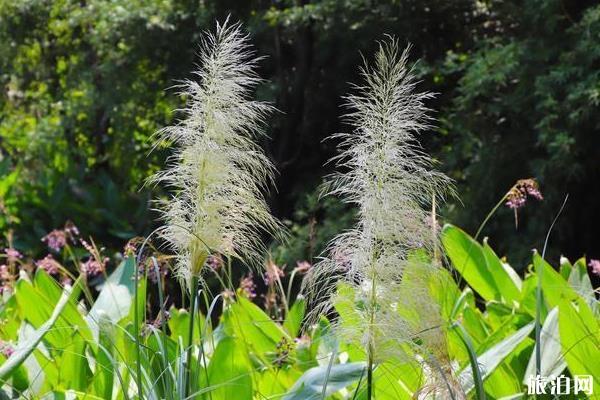 杭州西溪湿地公园攻略 杭州西溪湿地公园怎么玩