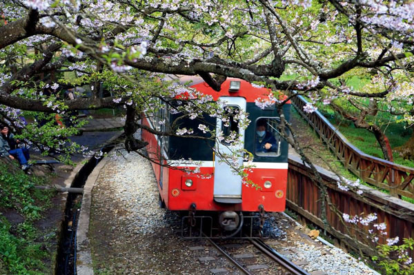 阿里山的樱花什么时候开 台湾阿里山樱花几月开