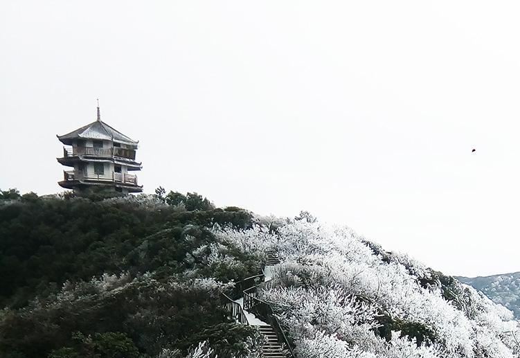 重庆金佛山小雪节气现雾凇奇观 一起来观赏吧