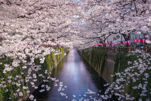 2019目黑川樱花开放时间 目黑川樱花点灯时间