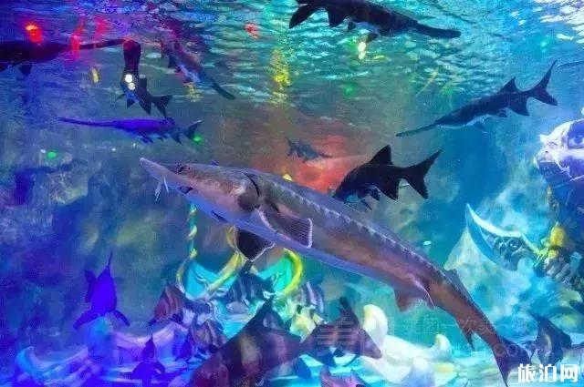 2019重庆幻太奇海洋馆八月优惠活动+游乐项目 2019重庆幻太奇海洋馆八月优惠活动+游乐项目