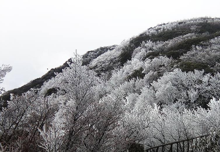 重庆金佛山小雪节气现雾凇奇观 一起来观赏吧