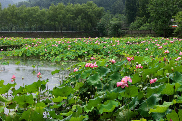 普者黑荷花几月份开花 普者黑旅游攻略