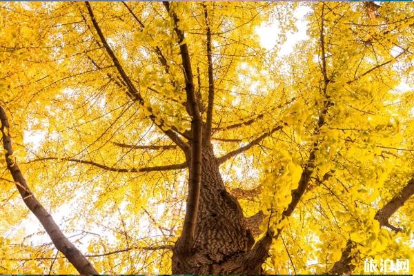 青岛秋天游玩的好地方 11月青岛赏秋地点推荐