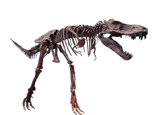 2019广州恐龙展展览时间+地点+展览看点