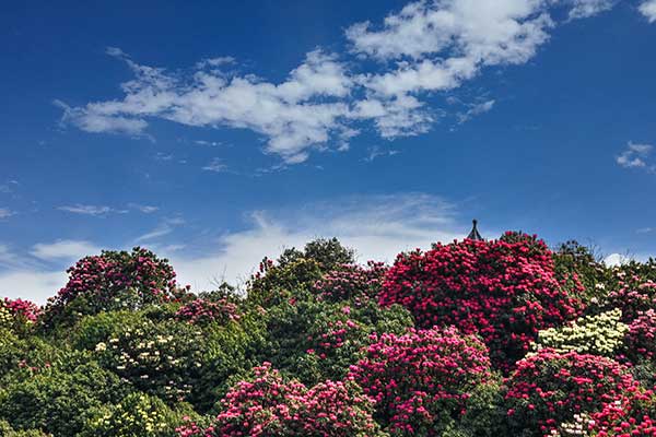 毕节杜鹃花最佳观赏时间 毕节杜鹃花什么时候开