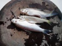 青椒鱼剁生的做法步骤1