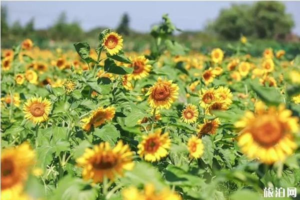 宁波向日葵花海在哪里