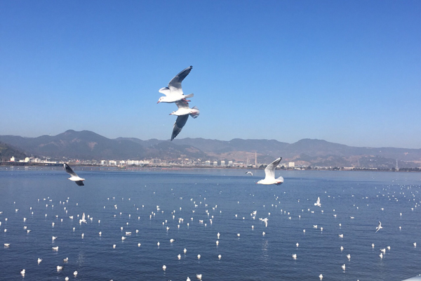 滇池一日游攻略 滇池最佳出游时间