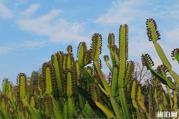 2019厦门园林植物园从哪个门进+讲解服务 2019厦门园林植物园从哪个门进+讲解服务