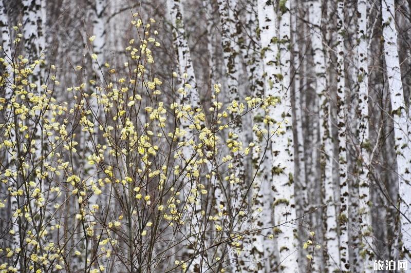 大兴安岭有什么特色玩法