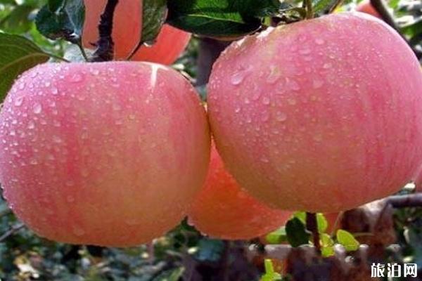 河北特产可带走的有哪些  2019河北特产指南