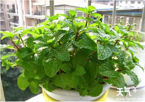 如何去除新家的甲醛，5种方法有效去除甲醛