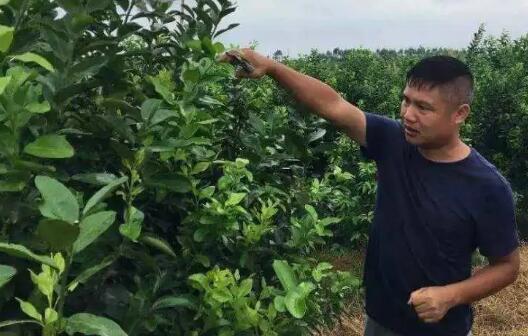 今年四川等地的干旱严重 柑橘柚子等水果产量大减