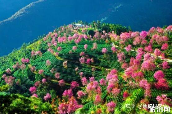 11月份适合去哪里旅游国内
