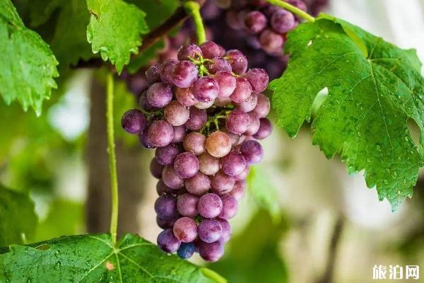 20019上海金山施泉葡萄节时间+活动详情 20019上海金山施泉葡萄节时间+活动详情