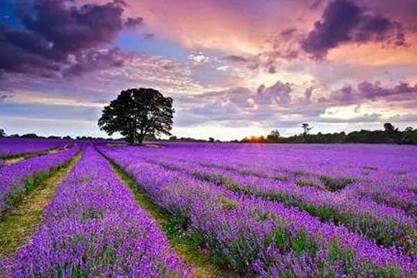哪里有薰衣草花海 中国哪里有薰衣草花海