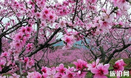 南京哪些地方可以赏花