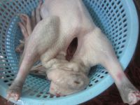 自制卤鹅的做法步骤4