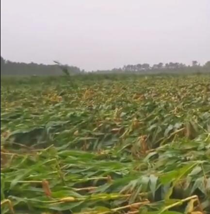 吉林昨日有大暴雨 致农田内涝作物被毁