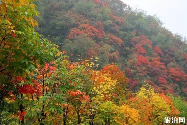 老君山红叶什么时候最美 老君山红叶观赏地点推荐